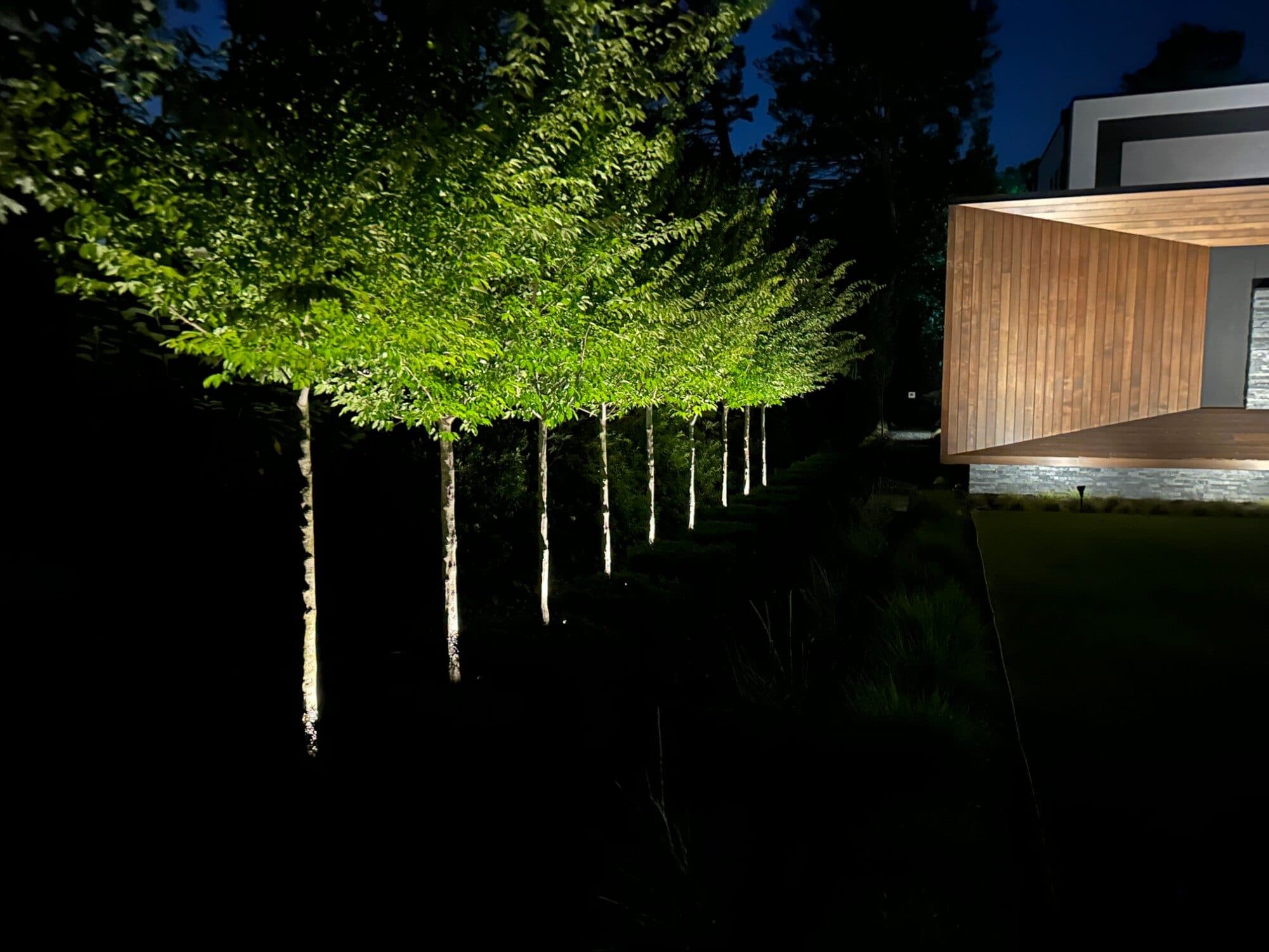 A row of trees uplit against the dark beside a modern home
